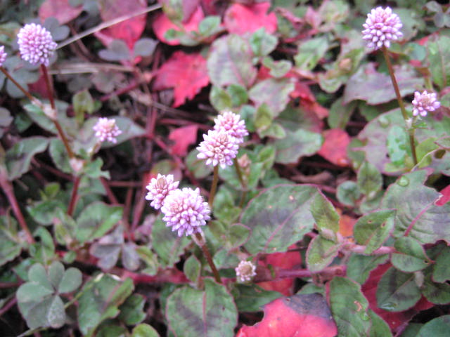 e0166032_21264220.jpg