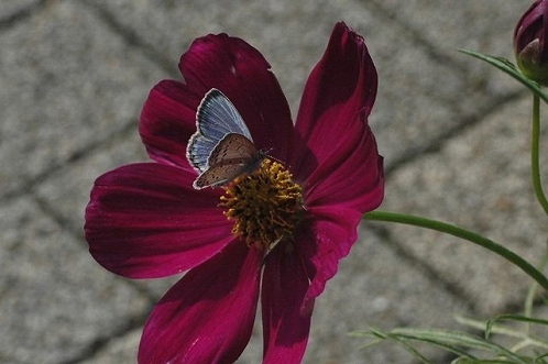 a0017634_9485467.jpg