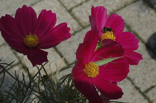 a0017634_9493016.jpg
