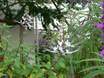 f0061334_21595347.jpg