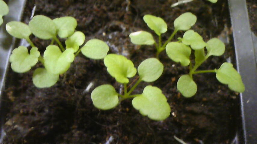 c0202870_10121294.jpg