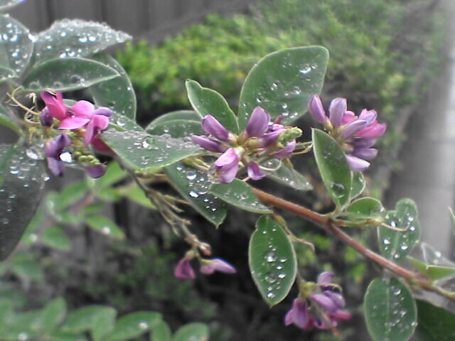c0069380_1101419.jpg