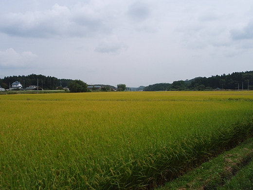 e0066210_0173368.jpg
