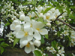 e0164928_1038289.jpg