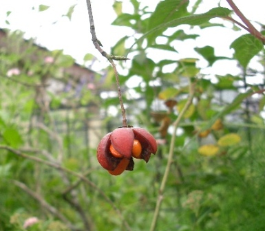 c0186463_180658.jpg