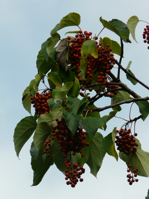 e0145782_14464166.jpg