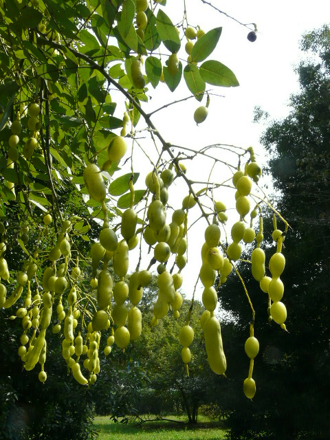 e0145782_14475621.jpg