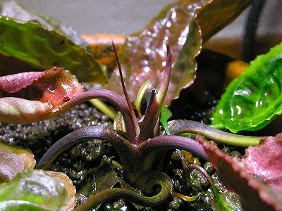 f0200298_205424.jpg