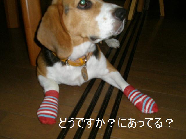 c0205806_9184727.jpg