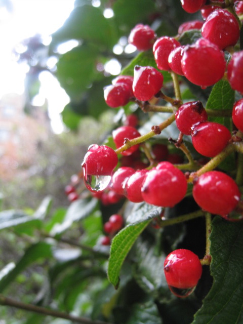 c0120817_2514885.jpg