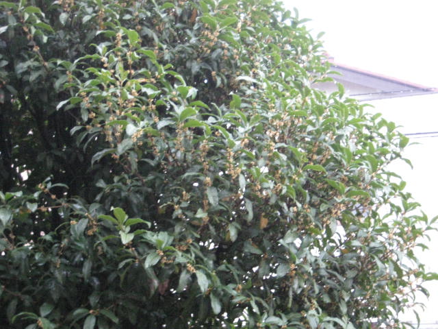 e0166032_20402434.jpg