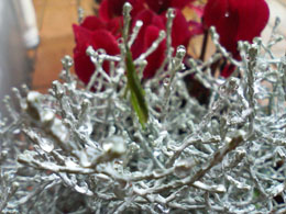 f0204440_11443389.jpg