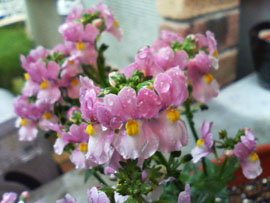 f0204440_1157232.jpg