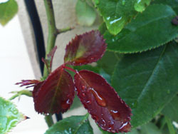 f0204440_1212345.jpg