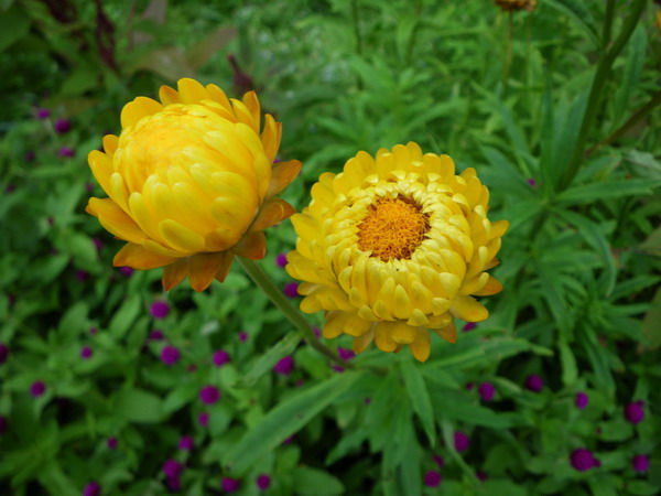 c0174064_425816.jpg