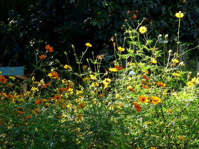 f0086169_022341.jpg