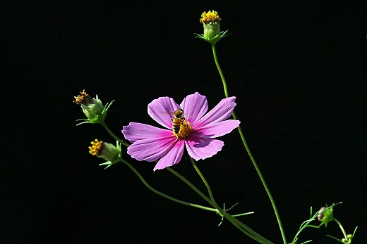 e0190885_14433415.jpg