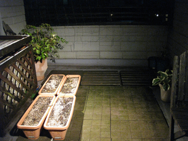 c0096393_2295783.jpg