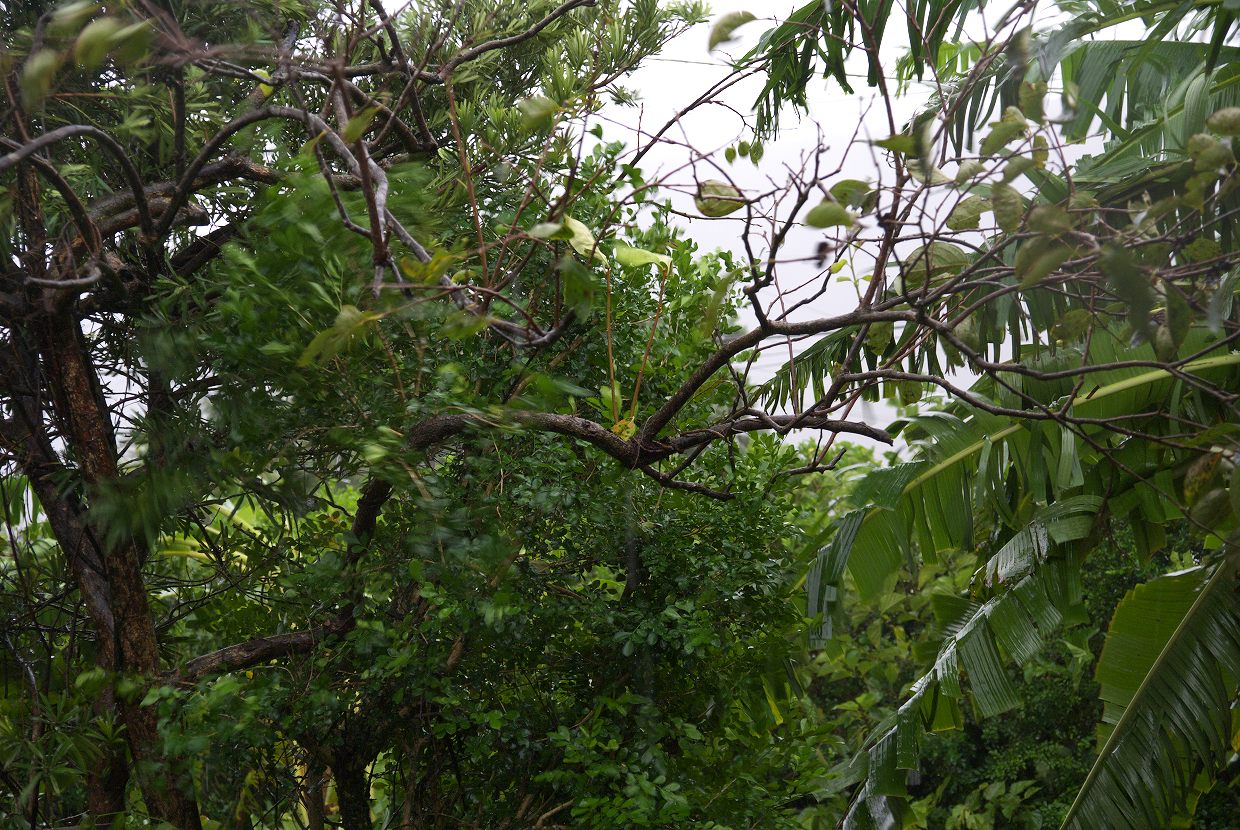 b0174905_6181129.jpg
