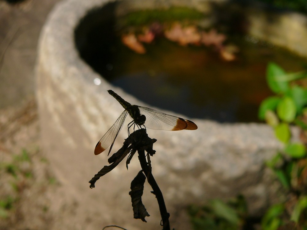 c0062511_6333721.jpg