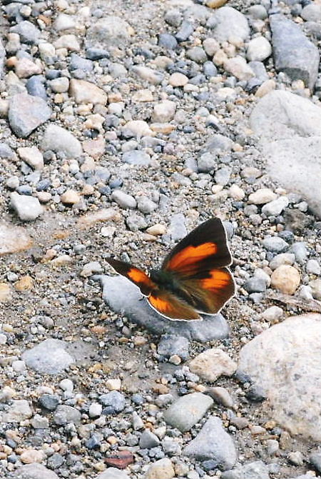 a0126632_21173152.jpg