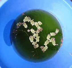 d0048332_12404812.gif