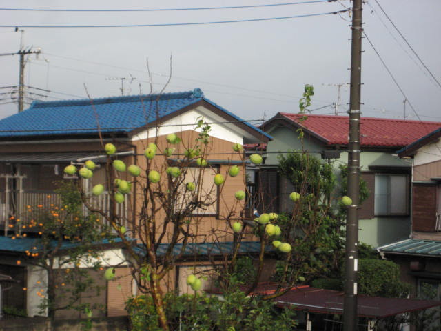 e0166032_20355322.jpg