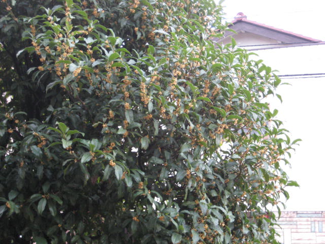 e0166032_22125369.jpg