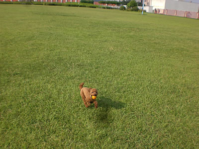 f0182239_1553951.jpg
