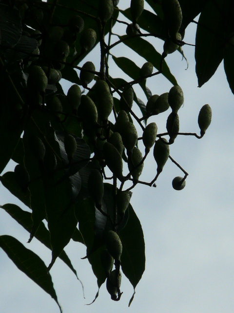 e0145782_17274968.jpg