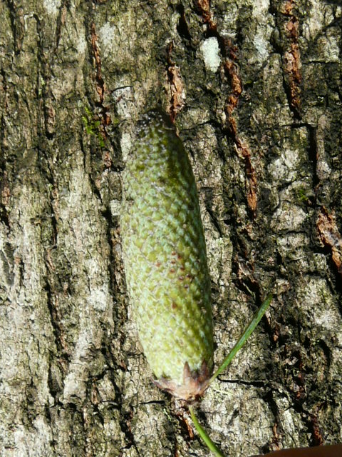 e0145782_17281631.jpg