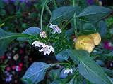 a0126095_1424096.jpg