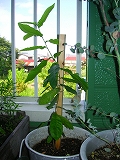 a0126095_25850.jpg