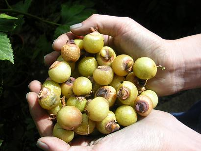 c0158301_14144667.jpg