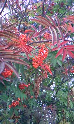 f0032403_15242538.jpg