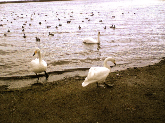 a0100206_2283170.jpg