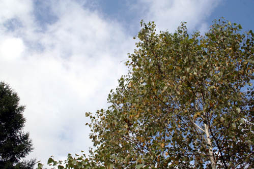 c0011009_1033876.jpg
