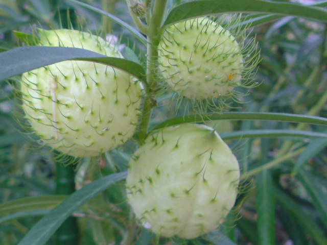 e0016828_15134619.jpg