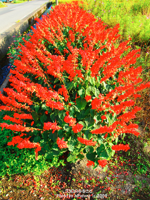 e0016732_0142769.jpg