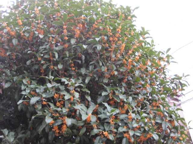 e0166032_20411995.jpg