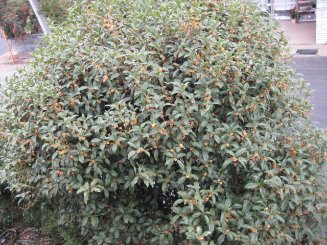e0166032_20432827.jpg