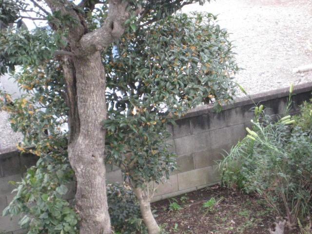 e0166032_20451379.jpg