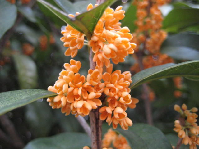 e0166032_20455521.jpg