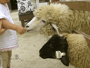 e0196543_1342490.gif