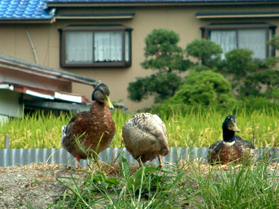 c0050264_1126689.jpg