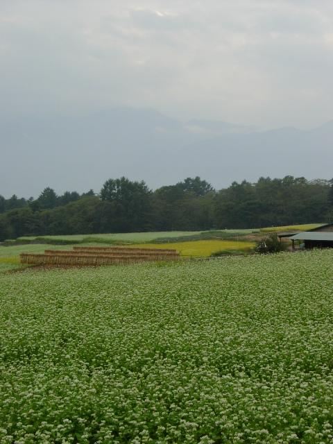 a0091680_955037.jpg