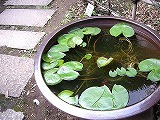 c0189683_1924150.jpg