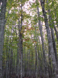 e0033384_121422.jpg