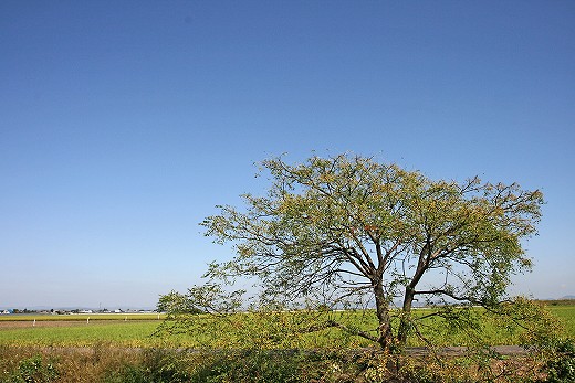 e0190885_20131221.jpg