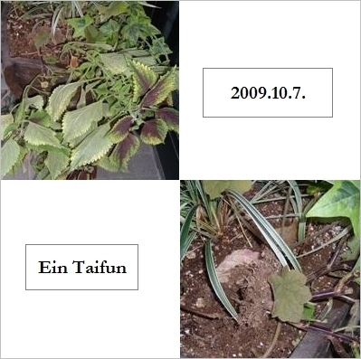 e0185787_1272976.jpg